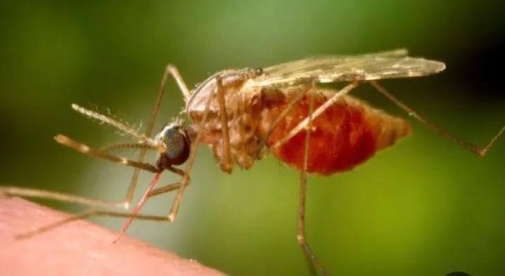 Canadian concern after the spread of strange types of mosquitoes that cause serious diseases