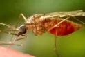 Inquiétude au Canada après la propagation de types étranges de moustiques provoquant des maladies graves