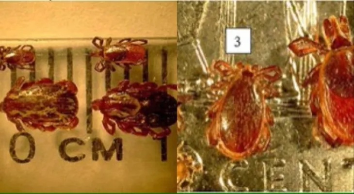 The spread of locusts in Ontario has reached 1000 cases and at least 60 reports of Lyme disease so far.