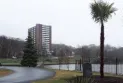 Nova Scotia: Palm trees cannot adapt to the cold winter