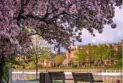 Ottawa is ranked among the top 10 cities with flowers in the world.