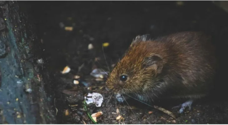 Un membre du conseil municipal d'Ottawa cherche à « identifier la reproduction des rats » pour limiter la propagation des rongeurs.