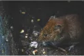 Un membre du conseil municipal d'Ottawa cherche à « identifier la reproduction des rats » pour limiter la propagation des rongeurs.