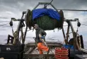 Le gouvernement fédéral met fin à la pause volontaire de la morue nordique à Terre-Neuve après 32 ans