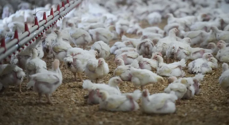 Scientists are concerned about the slow spread of the "bird flu" pandemic.