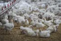 Scientists are concerned about the slow spread of the "bird flu" pandemic.
