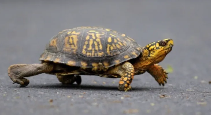 Arrestation d'une femme chinoise accusée de contrebande de tortues vers le Canada