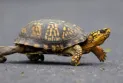 Arrestation d'une femme chinoise accusée de contrebande de tortues vers le Canada