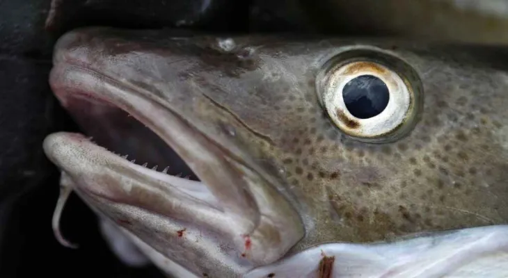 Newfoundland and Labrador fishermen are demanding the government reinstate the ban on commercial cod fishing.