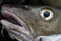 Newfoundland and Labrador fishermen are demanding the government reinstate the ban on commercial cod fishing.
