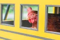 A chicken from British Columbia holds the world record in the Guinness World Records.