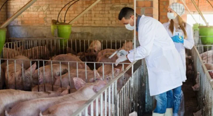 South Korea confirms the registration of the sixth case of African swine fever this year.