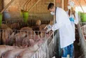 South Korea confirms the registration of the sixth case of African swine fever this year.