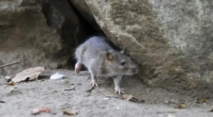 Ontario is exploring ways to combat the ongoing increase in rat populations.