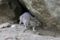 Ontario is exploring ways to combat the ongoing increase in rat populations.