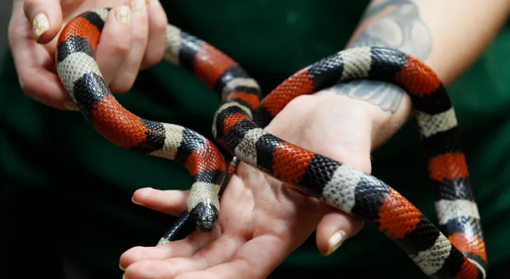 China: Man arrested forAttempting to smuggle more than 100 live snakes in his trousers