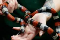 China: Man arrested forAttempting to smuggle more than 100 live snakes in his trousers