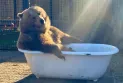 British Columbia... A pair of grizzly bears are fighting over relaxing in the bathtub.