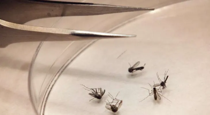 Ottawa reports the first human case of West Nile virus.
