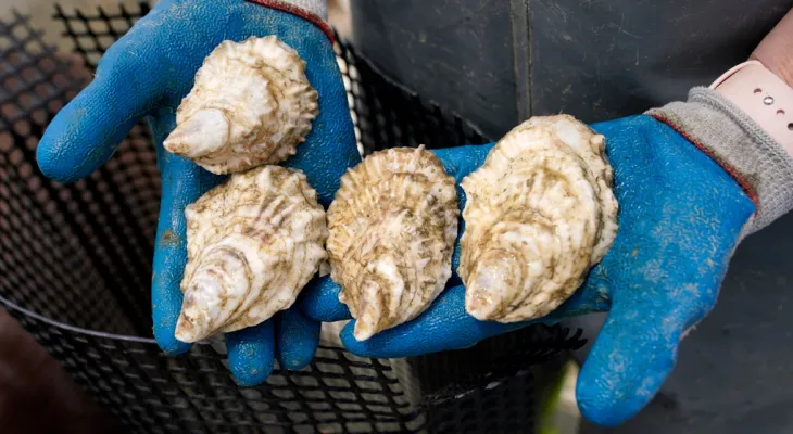 The Canadian Food Inspection Agency is investigating the discovery of a parasite in oysters in Prince Edward Island.
