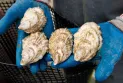 The Canadian Food Inspection Agency is investigating the discovery of a parasite in oysters in Prince Edward Island.