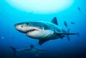 Découverte de la consommation de cocaïne par les requins au Brésil