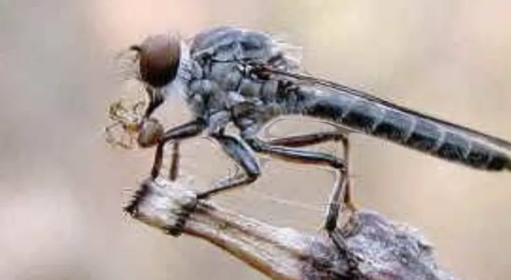 La prolifération des mouches voleuses suscite des inquiétudes parmi les habitants de l'Ontario