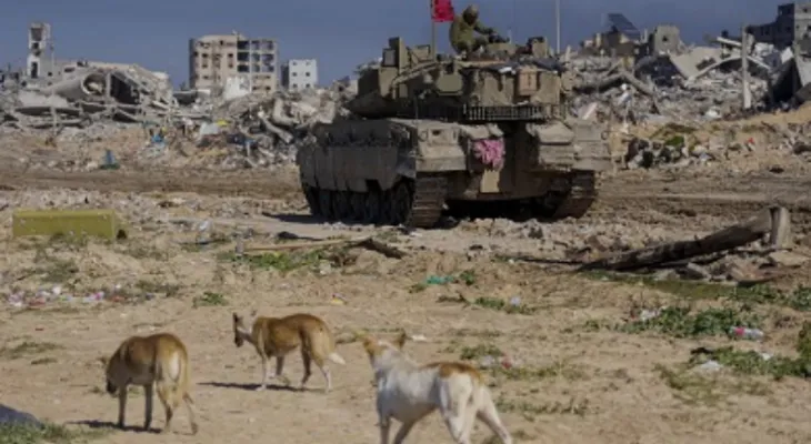 Stray dogs and rats frighten the Israeli army soldiers in Gaza.