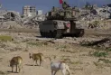 Stray dogs and rats frighten the Israeli army soldiers in Gaza.