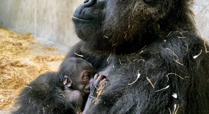 For the first time in its 96-year history ... the birth of a baby gorilla at the Detroit Zoo