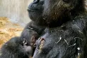 For the first time in its 96-year history ... the birth of a baby gorilla at the Detroit Zoo