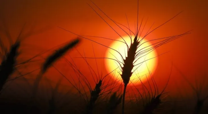 From Farm to Table: How Extreme Weather Drives Up Prices Along the Food Supply Chain
