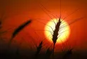 From Farm to Table: How Extreme Weather Drives Up Prices Along the Food Supply Chain