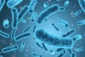 The Canadian government announces the registration of the third death from listeria contamination in plant-based drinks in Canada.