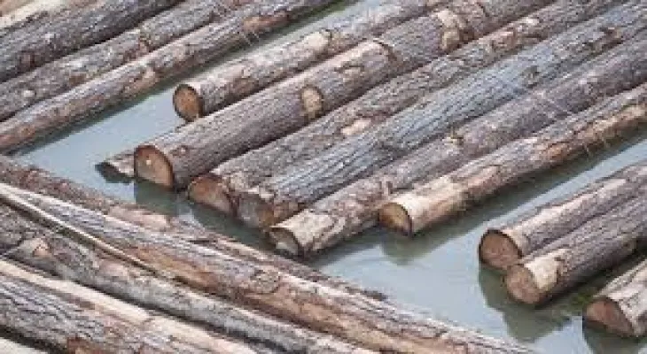 "Unfair"... The Canadian Minister of Trade criticizes the high American tariffs on softwood.