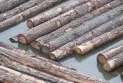 "Unfair"... The Canadian Minister of Trade criticizes the high American tariffs on softwood.