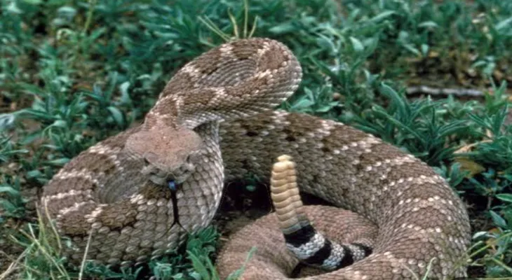 Ontario warns its residents about the spread of the deadly rattlesnake.