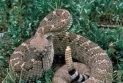 L'Ontario met en garde sa population contre la propagation du serpent à sonnette mortel.