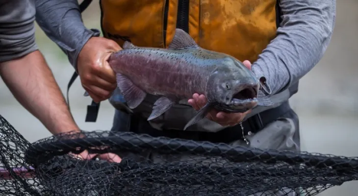 Fisheries and Oceans: Decreased water levels affect salmon migration in waterways in British Columbia