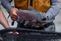 Fisheries and Oceans: Decreased water levels affect salmon migration in waterways in British Columbia