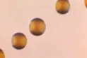 Encourager les districts à fournir des vaccins gratuits aux étudiants contre une souche rare mais mortelle de méningite