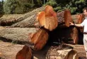 Sharp Canadian criticisms of the significant increase in U.S. tariffs on lumber