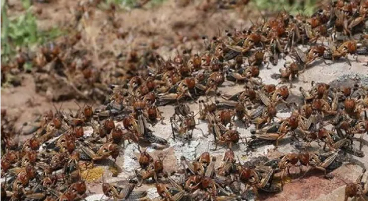 Huge swarms of insects are returning to Ontario