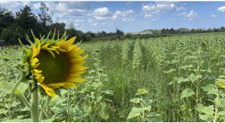 La célèbre ferme de tournesols dans l'est de l'Ontario ferme ses portes en raison de fortes pluies