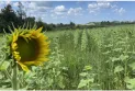 La célèbre ferme de tournesols dans l'est de l'Ontario ferme ses portes en raison de fortes pluies