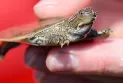 Releasing dozens of baby turtles into the Quebec River as part of a wildlife conservation project.
