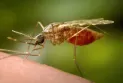 Triple E virus, malaria, and West Nile... Learn about the differences between these mosquito-borne diseases.