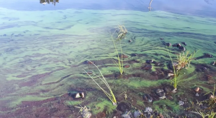 Closure of the second beach in Hamilton due to "blue-green algae"