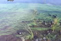 Closure of the second beach in Hamilton due to "blue-green algae"