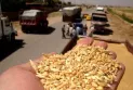 Iraq imports wheat from Canada for more than 40 million dollars.